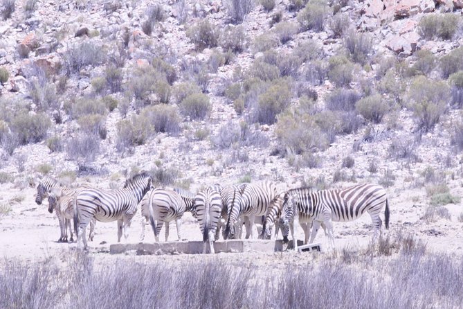 Cape Town Safari Big 5 Experience All Inclusive - Reviews and Ratings of the Safari Experience