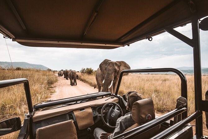 Cape Town Safari Full Day Tour - Itinerary for the Full Day Tour