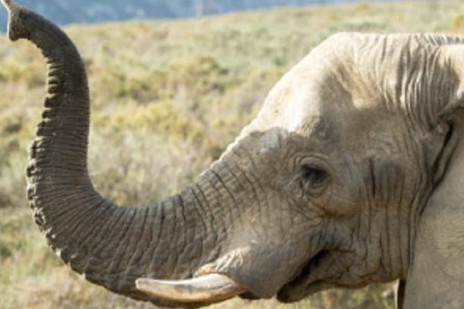 Cape Town Safari Game Drive - Good To Know