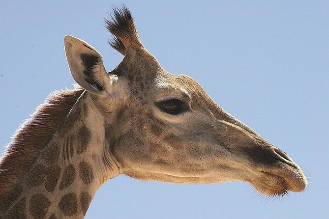 Cape Town Safari Game Drive - Tour Duration and Inclusions