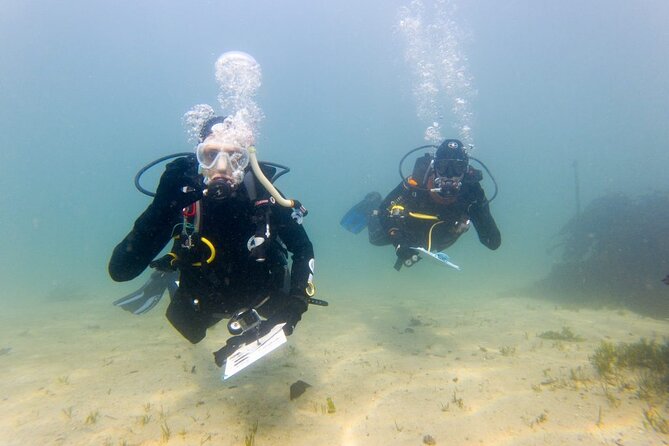 Cape Town Seal Snorkelling, Penguin Colony & Cape of Good Hope Private Tour - Snorkelling With Seals