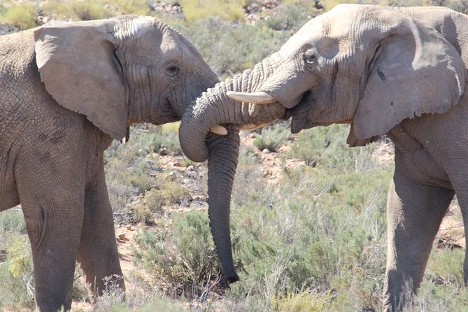 Cape Town Shore Excursion: Private Small Group Aquila Overnight - Health and Safety