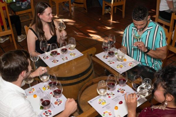Cape Town: Sip 15 Wines on a 3-Region Wine Tour With Cheese - Customer Reviews