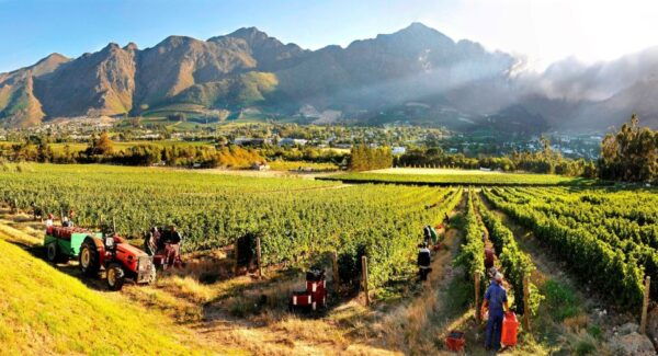 Cape Town: Sip 15 Wines on a 3-Region Wine Tour With Cheese - Important Guidelines