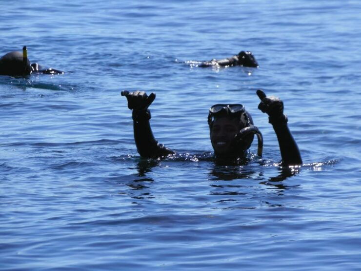 Cape Town: Snorkel With Seals at Duiker Island - Tour Details