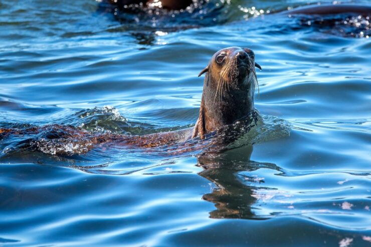 Cape Town: Snorkel With Seals at Duiker Island - Inclusions