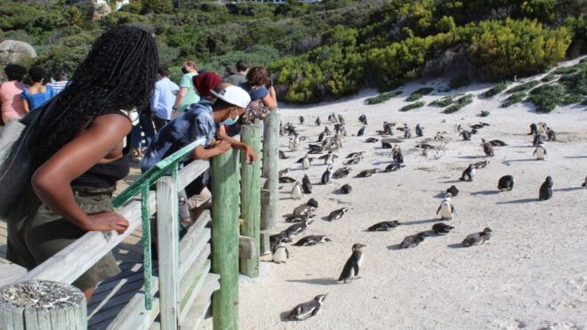 Cape Town : Table Mountain Cape Point Boulders Penguins - Important Information