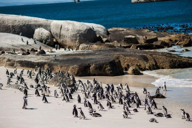 Cape Town: Table Mountain, Penguins & Cape Point Group Tour - Important Information