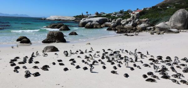 Cape Town: Table Mountain, Penguins & Cape Point Group Tour - Directions