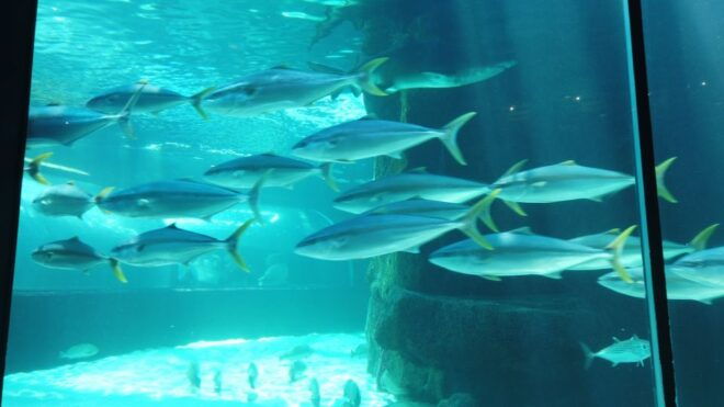 Cape Town: Table Mountain, Robben Island, and Aquarium Tour - Important Information