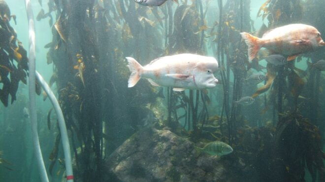 Cape Town: Table Mountain, Robben Island, and Aquarium Tour - Ticket Prices