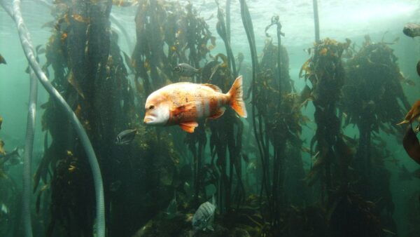 Cape Town: Table Mountain, Robben Island, and Aquarium Tour - Payment Details