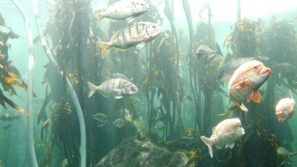 Cape Town: Table Mountain, Robben Island, and Aquarium Tour - Frequently Asked Questions