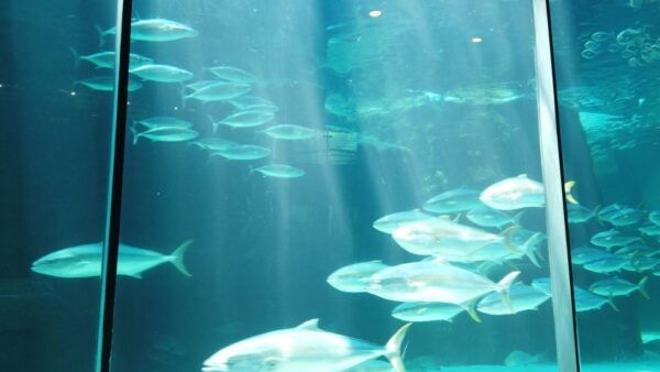 Cape Town: Table Mountain, Robben Island, and Aquarium Tour - The Sum Up