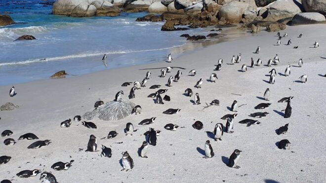 Cape Town: Table MT, Cape Point & Penguins Instagram Shared - Background Information