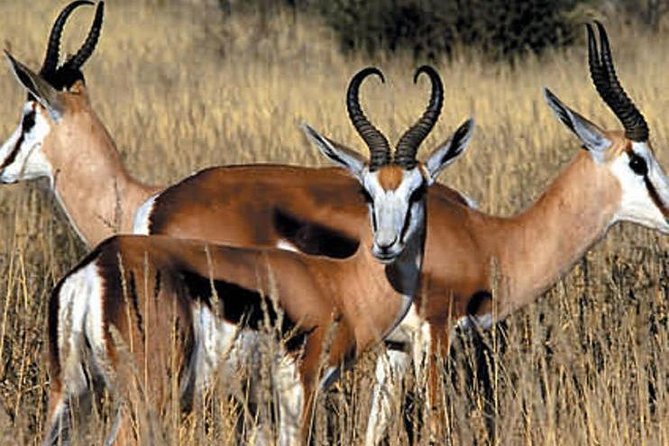 Cape Town - the Best of Aquila Safari Full Day Tour - Tour Overview and Highlights