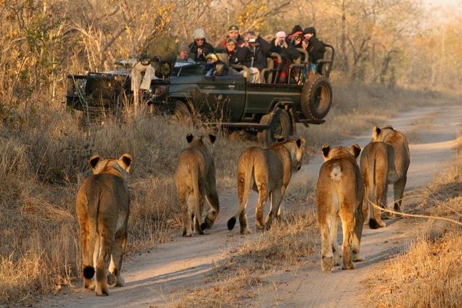Cape Town - the Best of Aquila Safari Full Day Tour - Transportation and Pickup