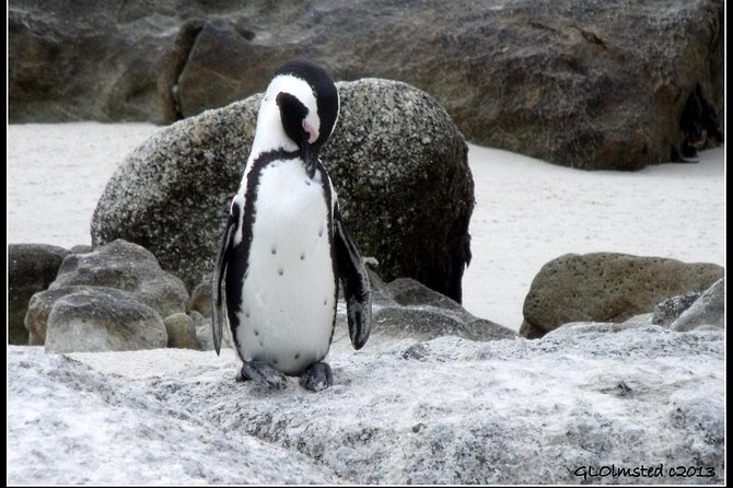 Cape Town - The Best of Aquila Safari Tour - What To Expect