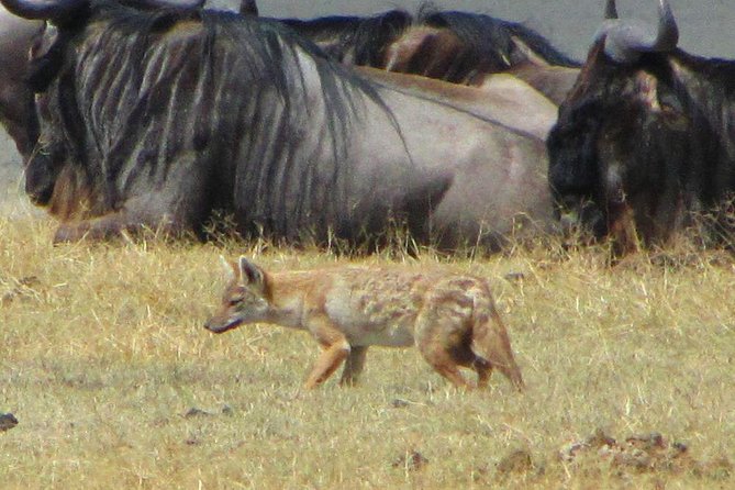 Cape Town - The Best of Aquila Safari Tour - Pricing and Availability