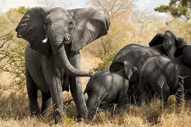 Cape Town - The Best of Aquila Safari Tour - Common Questions