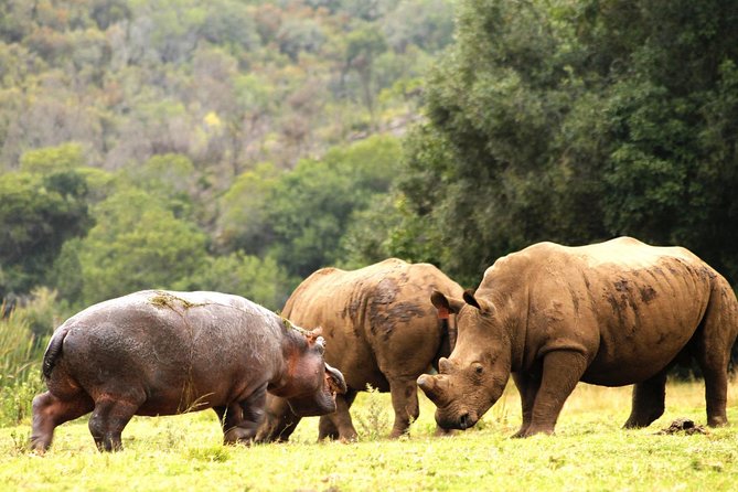 Cape Town - The Best of Aquila Safari Tour - The Sum Up