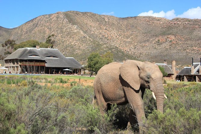 Cape Town Tour, Aquila Safari Game Reserve Overnight & Accommodation - Accommodation Options