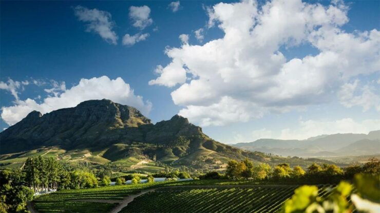 Cape Town Wine Tour: Full Day - Customer Review