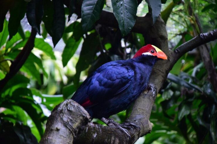Cape Town: World of Birds & Animal Sanctuary - Ticket Price and Booking Details