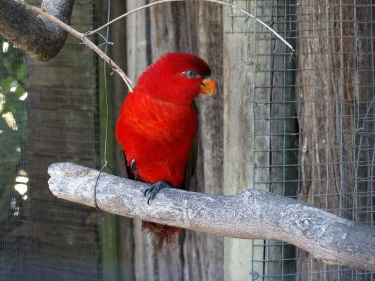 Cape Town: World of Birds & Animal Sanctuary - Sanctuary Features and Accessibility