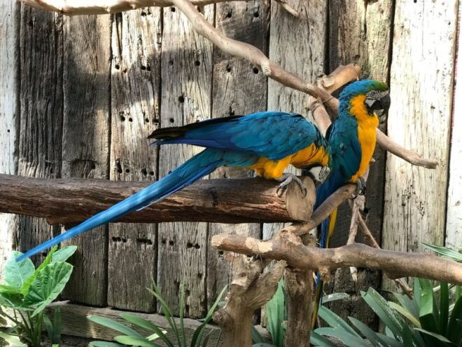 Cape Town: World of Birds & Animal Sanctuary - The Sum Up