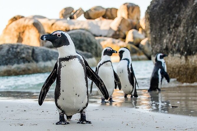 Cape Town Zipline, Penguins and Cape of Good Hope Private Tour - Itinerary