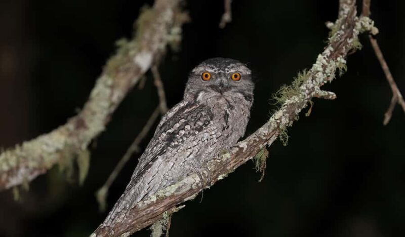 Cape Tribulation: Daintree Rainforest Night Walk Tour - Good To Know