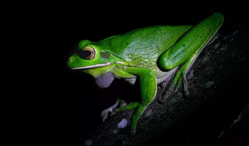 Cape Tribulation: Daintree Rainforest Night Walk Tour - Final Thoughts: Who Should Book This Tour?