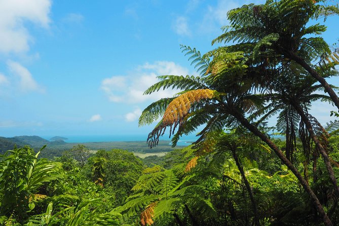Cape Tribulation & Daintree Wilderness (TCT) - Unforgettable Experience of the Oldest Rainforest on Earth