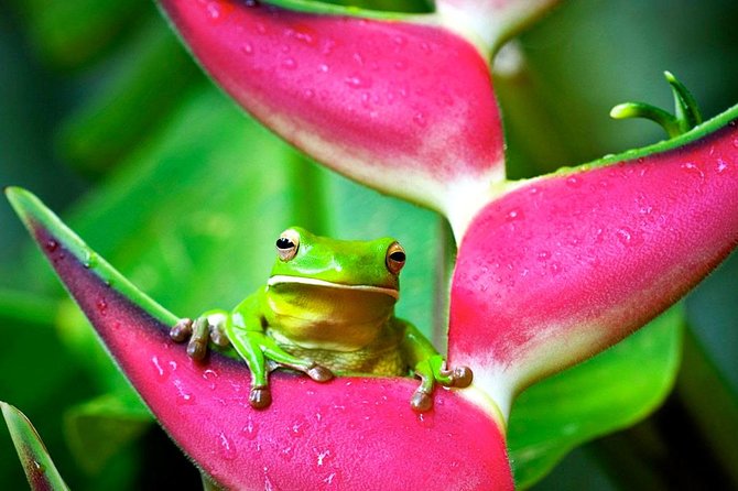 Cape Tribulation, Mossman Gorge, and Daintree Rainforest Premium Day Tour - Traveler Experience