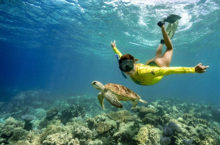 Cape Tribulation Ocean Safari Tour - Experience Highlights