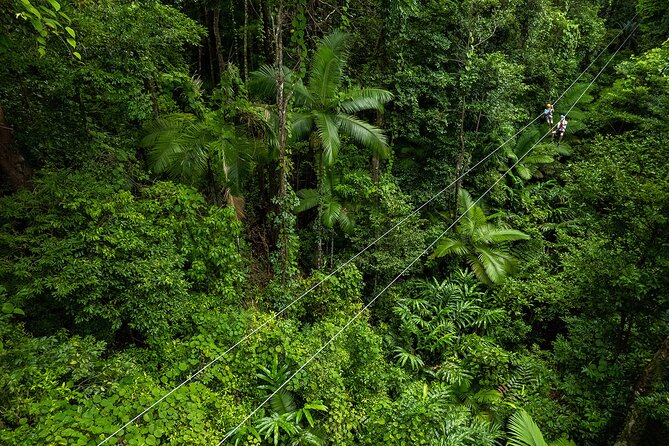 Cape Tribulation & Ziplining: Ultimate Daintree - The Sum Up