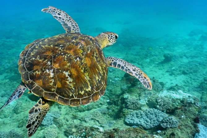 Cape Vidal Snorkeling Adventure - Additional Information and Policies