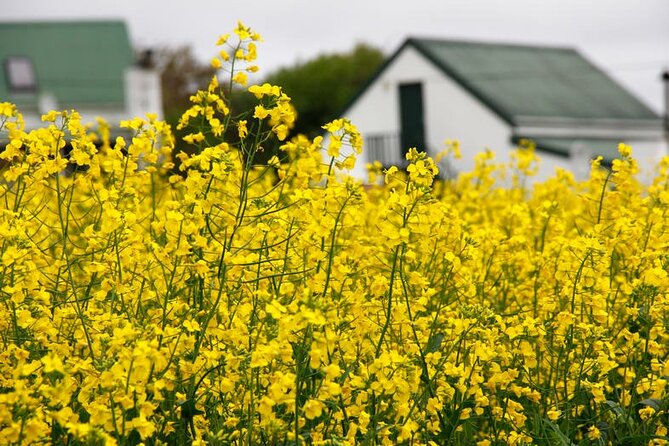 Cape West Coast Tour - Pricing and Booking Information