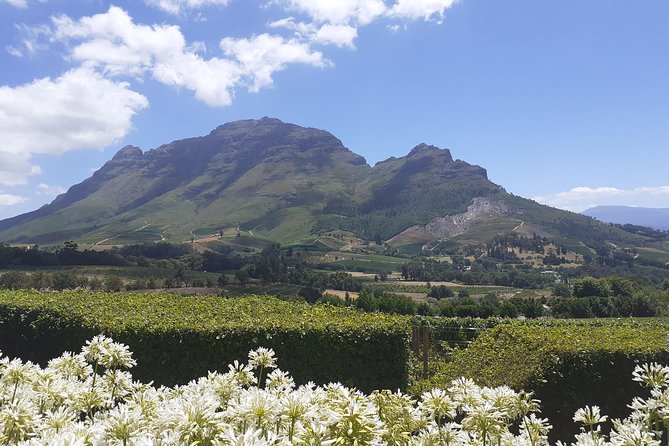 Cape Winelands and Wine Tasting Full Day Tour - Traveler Photos and Visuals