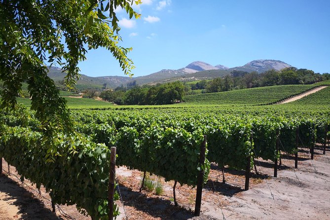 Cape Winelands Stellenbosch Franschhoek Paarl Tour From Cape Town - Reviews and Additional Information