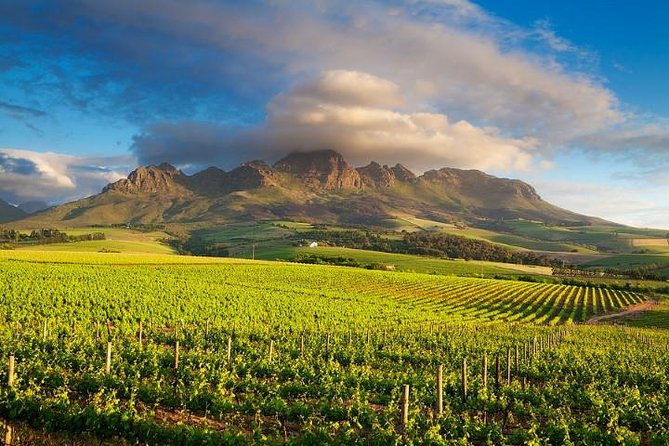 Cape Winelands - Stellenbosch, Franschoek & Paarl, Small Group Tour - Wine Tasting Experiences