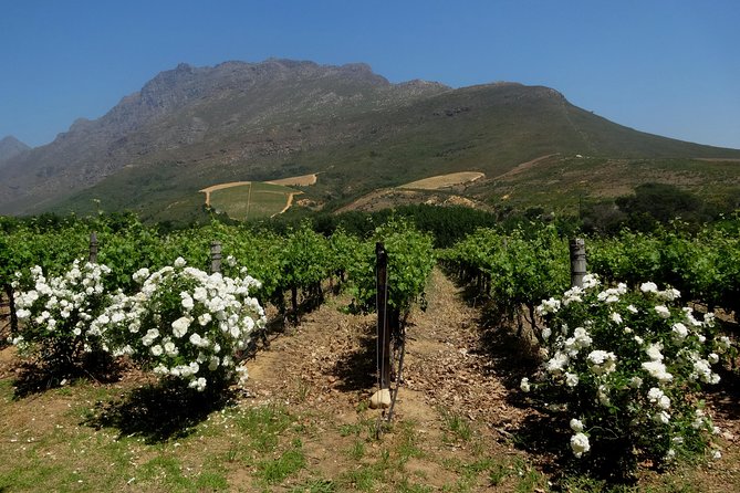 Cape Winelands Stellenbosch Private Afternoon Tour - Pickup and Cancellation Details