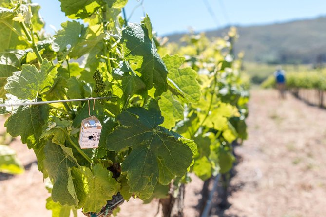 Cape Winelands Tour - Scenic Route Through Cape Winelands