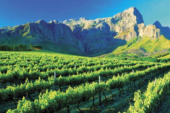 Cape Winelands Tour - Stops in Franschhoek, Paarl, and Stellenbosch
