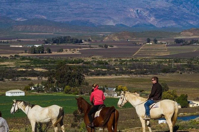 Cape Winelands Tour From Cape Town (Private Tour) - Historical Background
