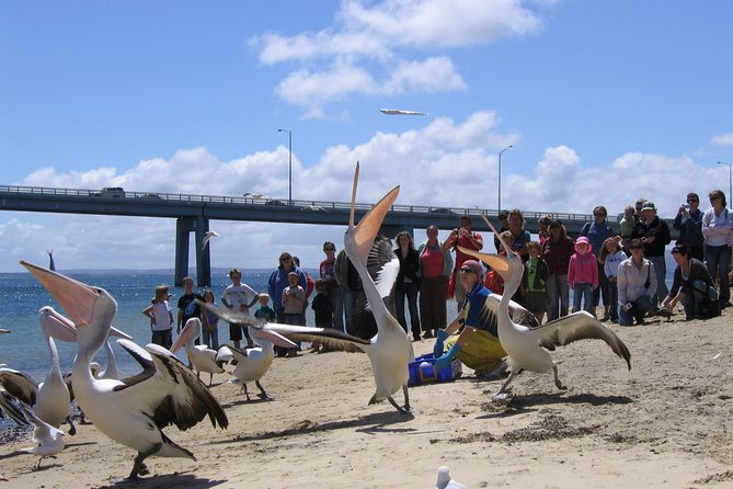 Cape Woolamai Sightseeing Cruise From San Remo - Traveler Reviews and Ratings