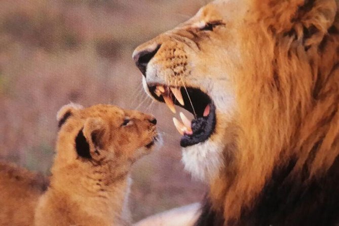 Cape2Addo Safari Adventure (8days) - Itinerary Overview