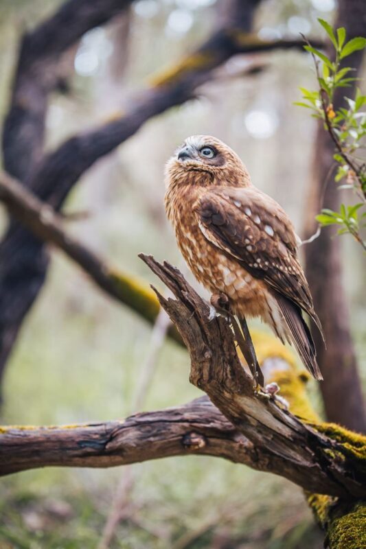 Capes Raptor Centre Ticket in Margaret River - A barn owl, close enough for a photo