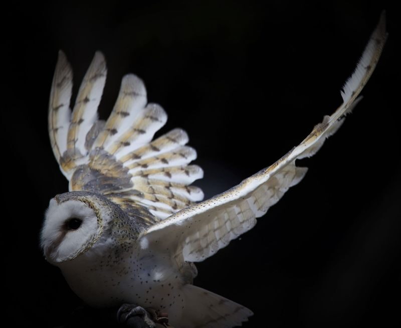 Capes Raptor Centre Ticket in Margaret River - The 1 km walk through native forest
